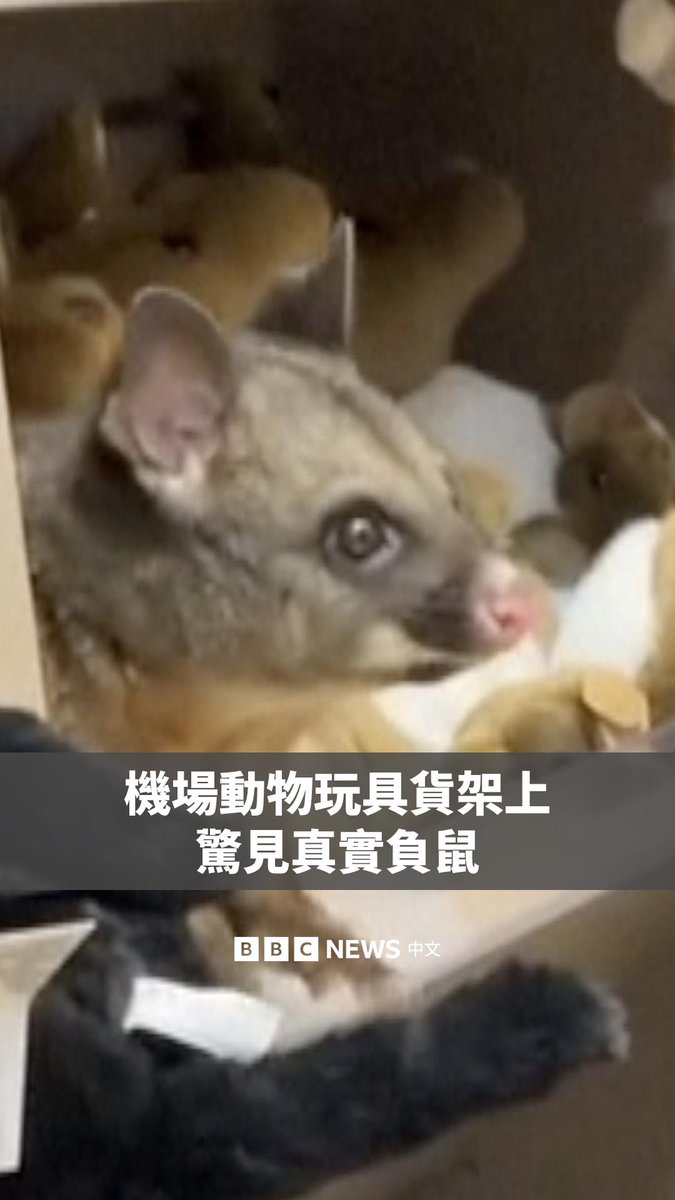 有旅客在澳洲霍巴特机场的一间纪念品店货架上，发现一只负鼠探出头来。 这只真正的负鼠混在一堆毛绒动物玩具之中。机场工作人员协助这只负鼠安全离开机场，并未受伤。