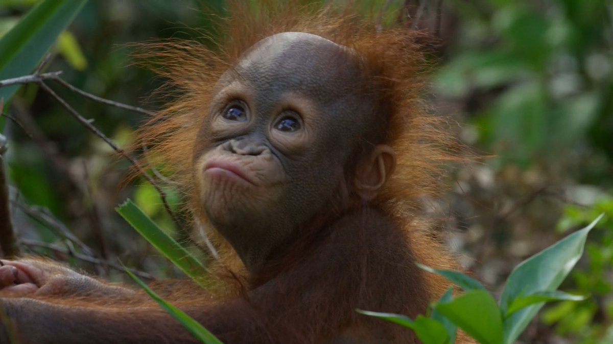 This baby orangutan is learning the ropes 🦧🤩 📸: John Downer #orangutan #babyorangutan #wildlife