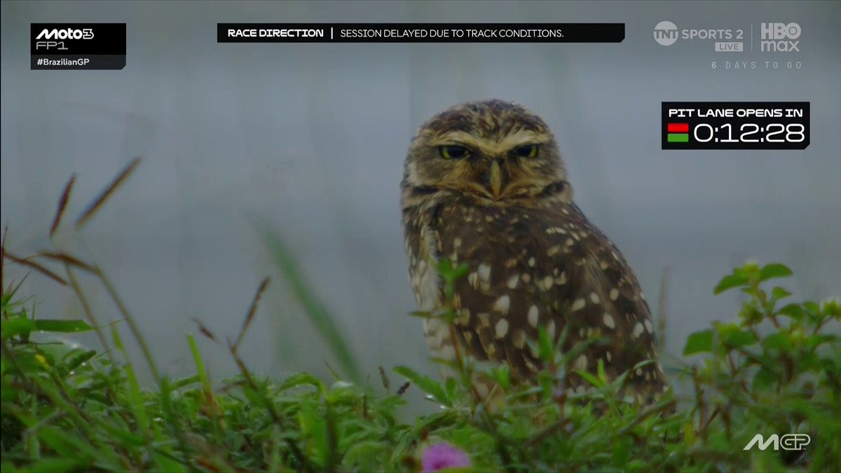 love that the motogp broadcast always turns into a nature documentary when there's delays