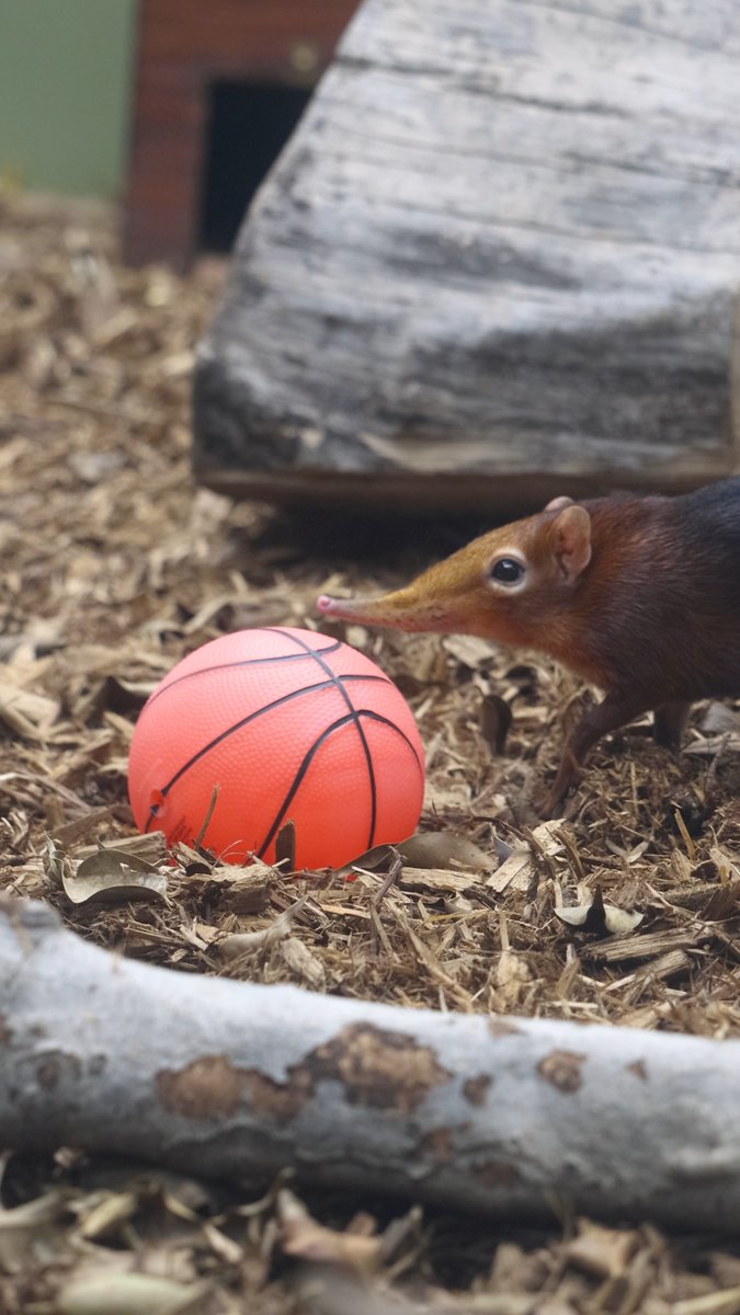 Are shrew excited for March Madness in Philly? Because Lucky and Rhea the giant elephant shrews sure are! 🏀
