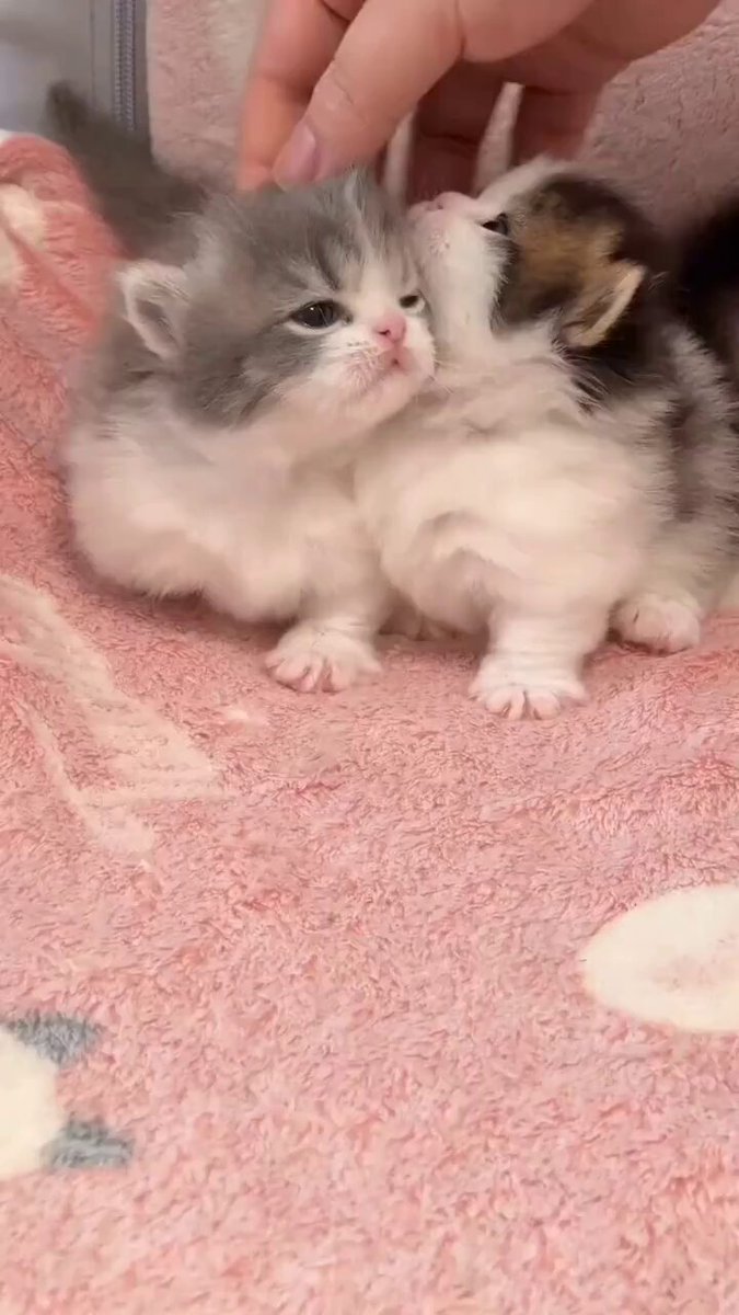 こねこが今日も可愛すぎる；；；；；；