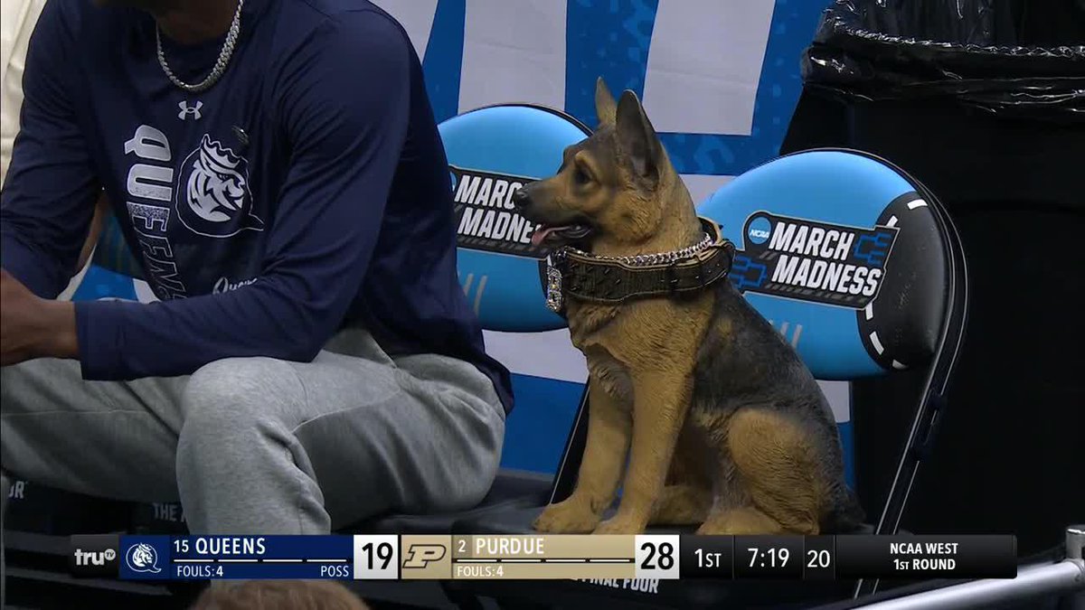 Buddy the Street Dog is in the building! He serves as the unofficial mascot of Queens University 🔥