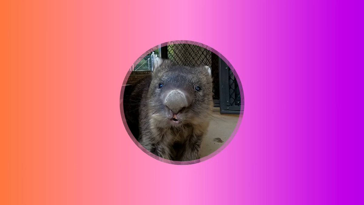🐏池田市の #五月山動物園🐹（Satsukiyama DAYZOO【公式】）で暮らす ＃世界最高齢 のウォンバット「ワイン」！ ＃ワイン の様子などは「ウォンバットてれび」で見ることができます📺 #ウォンバット #wombat #ウォンバッター #動物園 #可愛い #癒し動画 #推し活