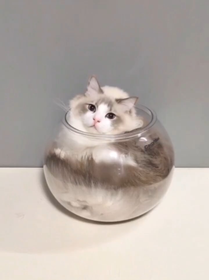 ファンサもカンペキ液体ちゃん😉🐾