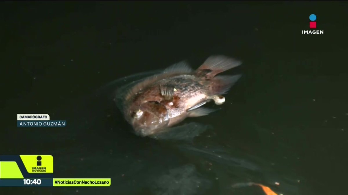 Cadáveres de peces y una nata de aceite, así se ve el Río Seco en Tabasco, a 4 días del incendio en la refinería de Dos Bocas y que dejó 5 personas muertas. Una pesadilla por la necedad de una persona de querer una refinería donde no debía ser: AMLO.