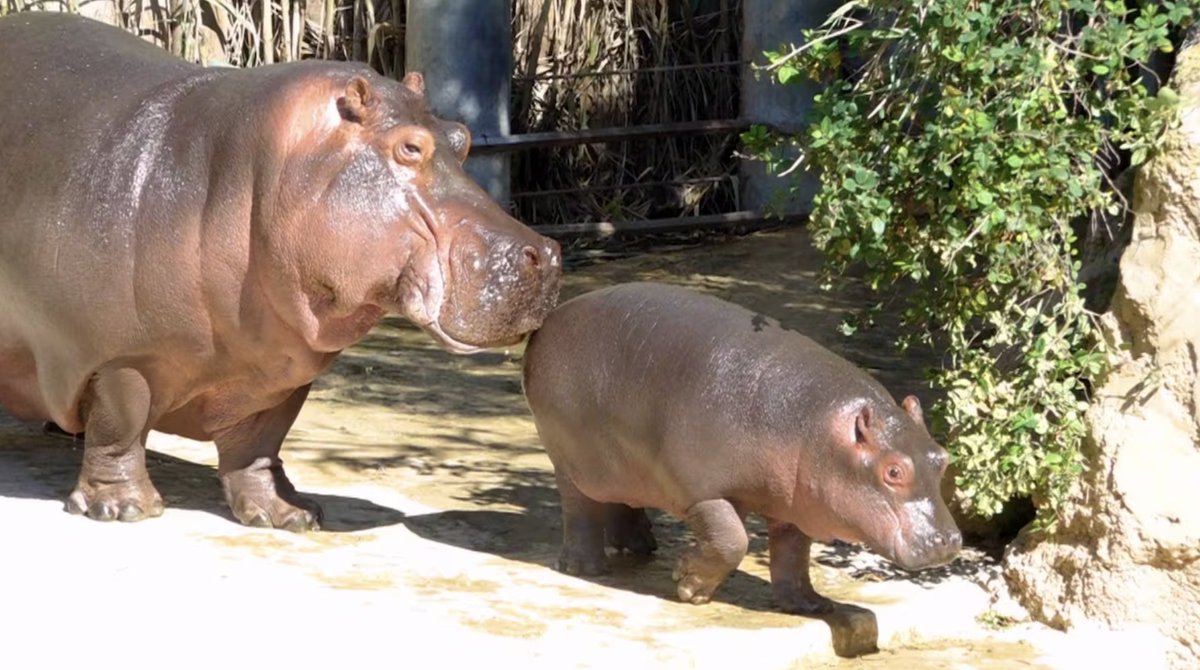 🇲🇦🦛 Biodiversité: naissance d’un bébé hippopotame au parc zoologique de Rabat