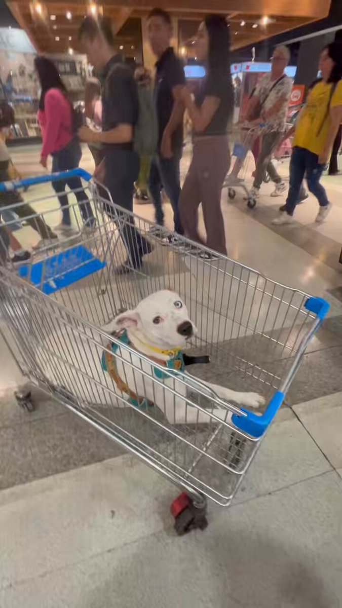 Pasé a buscar la compras al pickup del Lider.cl y la app no funcionó, andaba con la perrita q nica iba a dejar sola en el auto, y tuve q subirla al carro para ir por la compra, no la habría llevado nunca pero fue una emergencia. Se portó un sol, pero mal ahí Lider.cl