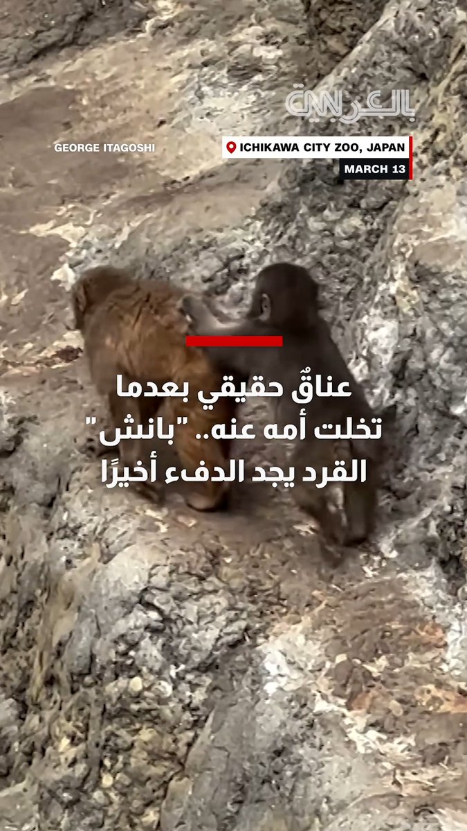 عناقٌ حقيقي بعدما تخلت أمه عنه.. شاهد "بانش" القرد يجد الدفء أخيرًا