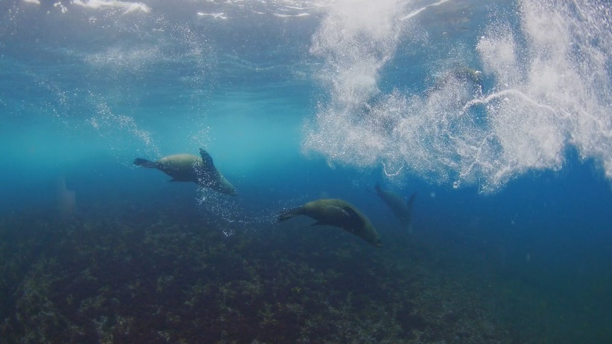 Happy #InternationalSealDay 🦭 Share what you love most about seals down below! 📸: Philip Thurston #seal #InternationalSealDay #sealife