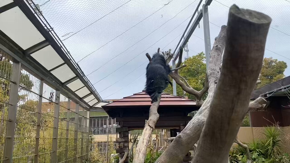 すんすんすんすん。 #徳山動物園 #ビントロング #ウダーラ #におい #すんすん