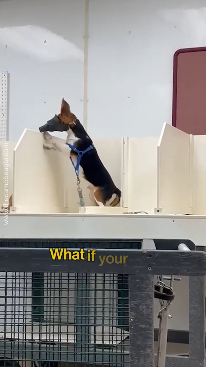If it were your dog or cat being used in experiments, would you stay silent? ๐ Text ๐๐๐๐๐๐ to 73822 ๐๐ฆ๐ณ๐ฎ๐ด ๐ง๐ฐ๐ณ ๐ข๐ถ๐ต๐ฐ๐ฎ๐ข๐ต๐ฆ๐ฅ ๐ต๐ฆ๐น๐ต๐ด/๐ค๐ข๐ญ๐ญ๐ด ๐ง๐ณ๐ฐ๐ฎ ๐๐๐๐: ๐ฑ๐ฆ๐ต๐ข.๐ท๐จ/๐ต๐น๐ต. ๐๐ฆ๐น๐ต ๐๐๐๐ ๐ต๐ฐ ๐ฆ๐ฏ๐ฅ, ๐๐๐๐ ๐ง๐ฐ๐ณ ๐ฎ๐ฐ๐ณ๐ฆ ๐ช๐ฏ๐ง๐ฐ. ๐๐ด๐จ/๐ฅ๐ข๐ต๐ข ๐ณ๐ข๐ต๐ฆ๐ด ๐ฎ๐ข๐บ ๐ข๐ฑ๐ฑ๐ญ๐บ. ๐.๐. ๐ฐ๐ฏ๐ญ๐บ.