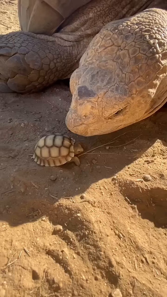 This is a 45 year old tortoise named ike meeting one of his babies 🐢💞