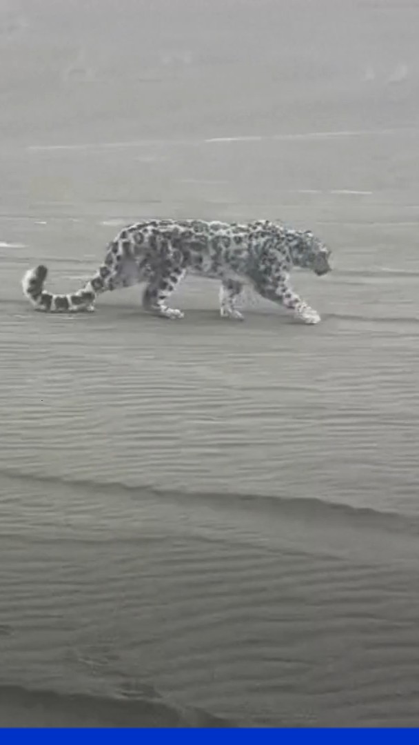 Chine: un léopard des neiges a été retrouvé et secouru en plein désert au nord-ouest du pays