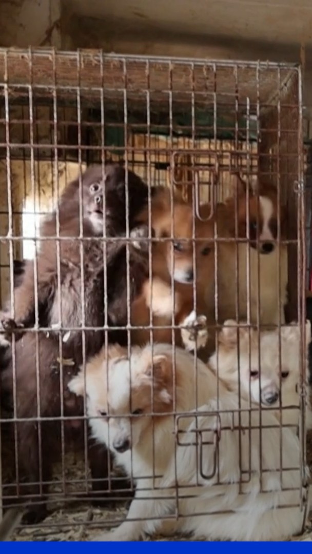 Un élevage de plus de 820 animaux démantelé dans le Var