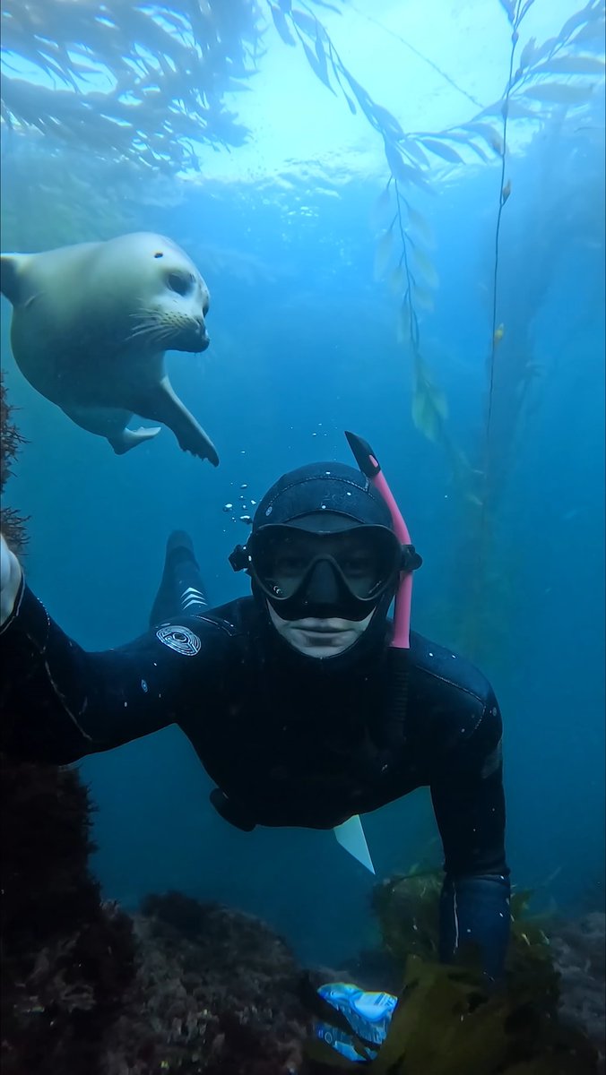 Head massage, anyone? Fischer Franczyk had the encounter of a lifetime in California when a curious harbor seal approached him to give a scalp scratch. Remember, never approach wildlife. If you are lucky enough that it approaches you, make sure your GoPro is recording 🎥 #GoPro #Cute #AnimalEncounter #Cute #WildlifePhotography