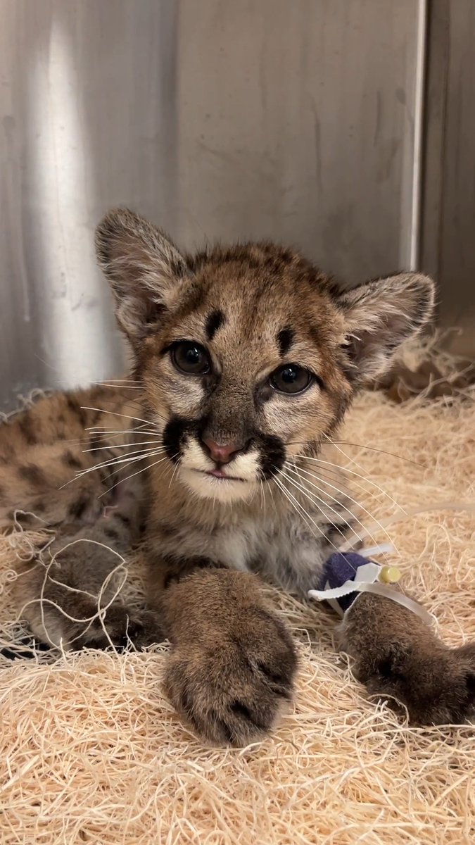 Clover CUBdate: this orphaned rescue is a fighter! She continues to improve: her blood glucose is stabilizing nicely, and she’s had her catheter removed. She’s eating up a storm, too! We’re cautiously optimistic that her condition will continue to improve 💕 📸: Keeper Amber