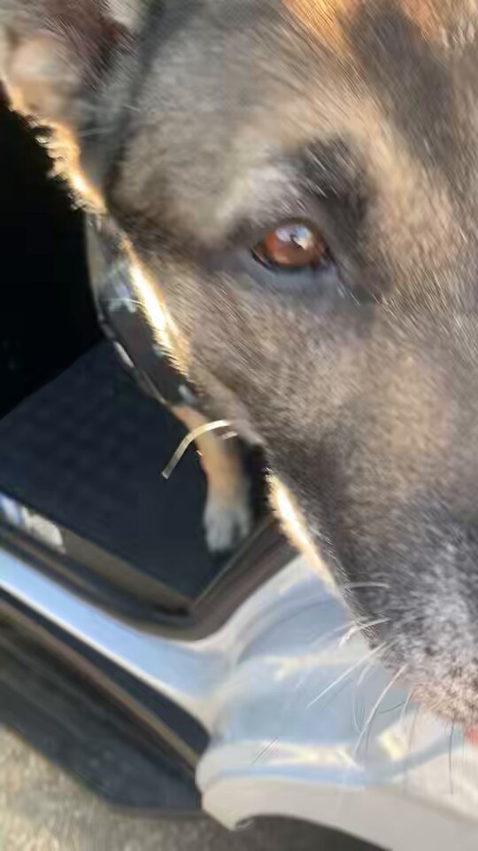 K9 Ghost EOW: 3/23/26 Ghost spent the day where he was happiest, w/dad, getting his pup cup, &amp; w/the team at training. He passed peacefully surrounded by his family this afternoon. I am happy to have known you, Ghost. Wish we had more time. Sending love to Adam &amp; his family.