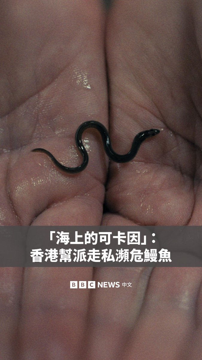 《BBC之眼》揭露了全球幼年欧洲鳗非法交易的运作方式。该物种已濒临灭绝，且是全球走私最严重的动物之一。 随着出口禁令将交易推向地下，幼鳗已成为一个价值数十亿美元的非法产业。