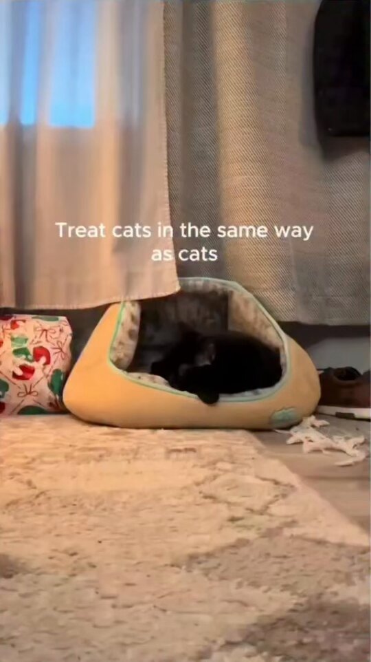 When You Copy Your Cat's Moves.