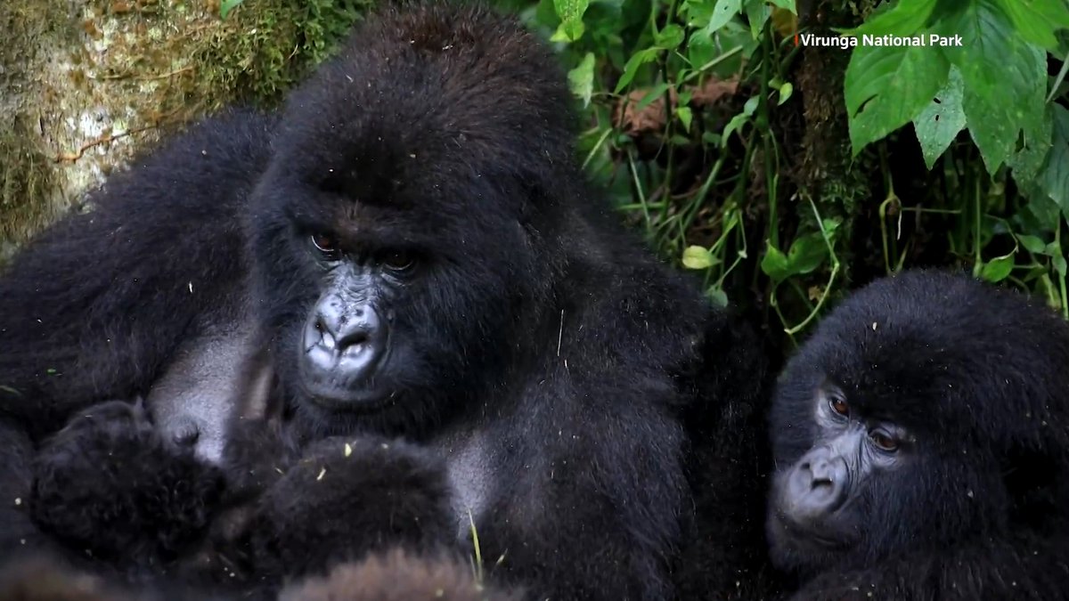 For the second time this year, another set of mountain gorilla twins — a male and female — was born at the Virunga National Park in Congo. Park officials say twin births are 'extremely rare,' occurring in less than 1% of births in mountain gorilla populations