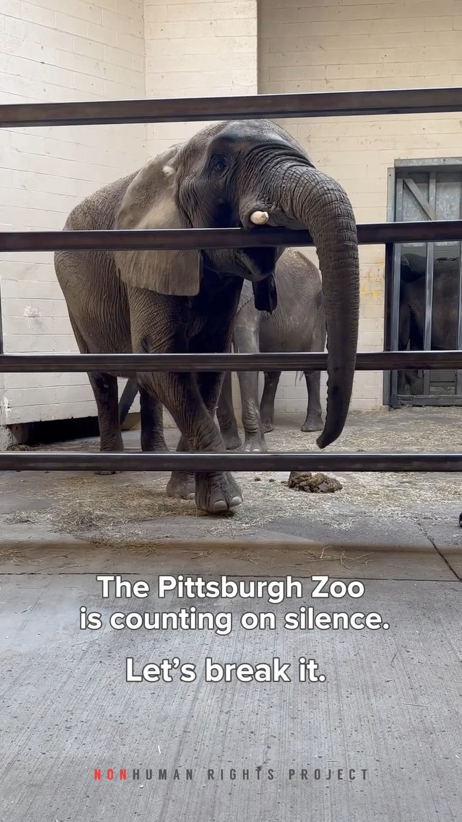 Day 2: Week of Action to #FreeThePittsburghElephants 🐘The zoo is counting on silence—today, we’re asking you to break it. 📢 ACTION: Post why you support the elephants' right to liberty and release to a sanctuary. Customize a pre-drafted post here: