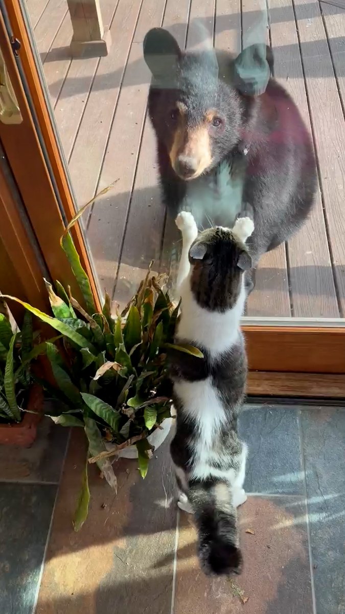 Will Jones says his cat, Scooter, was less than enthused when two young bears showed up at his Asheville home, and he has the video to prove it. 😾 Share your photos and videos with us through Chime In: