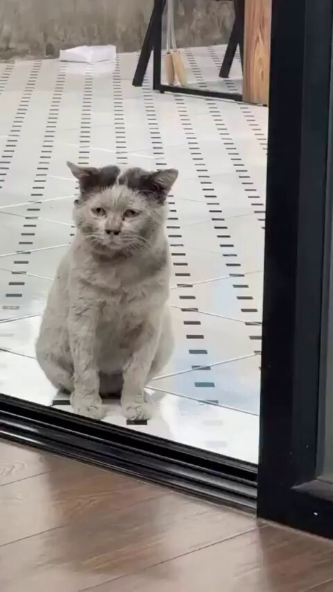 Kirden kararmış tüylerinin altında masum bir kalp var ama o kadar yorulmuş, o kadar bitkin ki.. Kapı eşiğinden geçerken yüzündeki hüzün, insanın içine sessizce yerleşiyor. Sanki ‘ben de varım’ demeye çalışır gibi.
