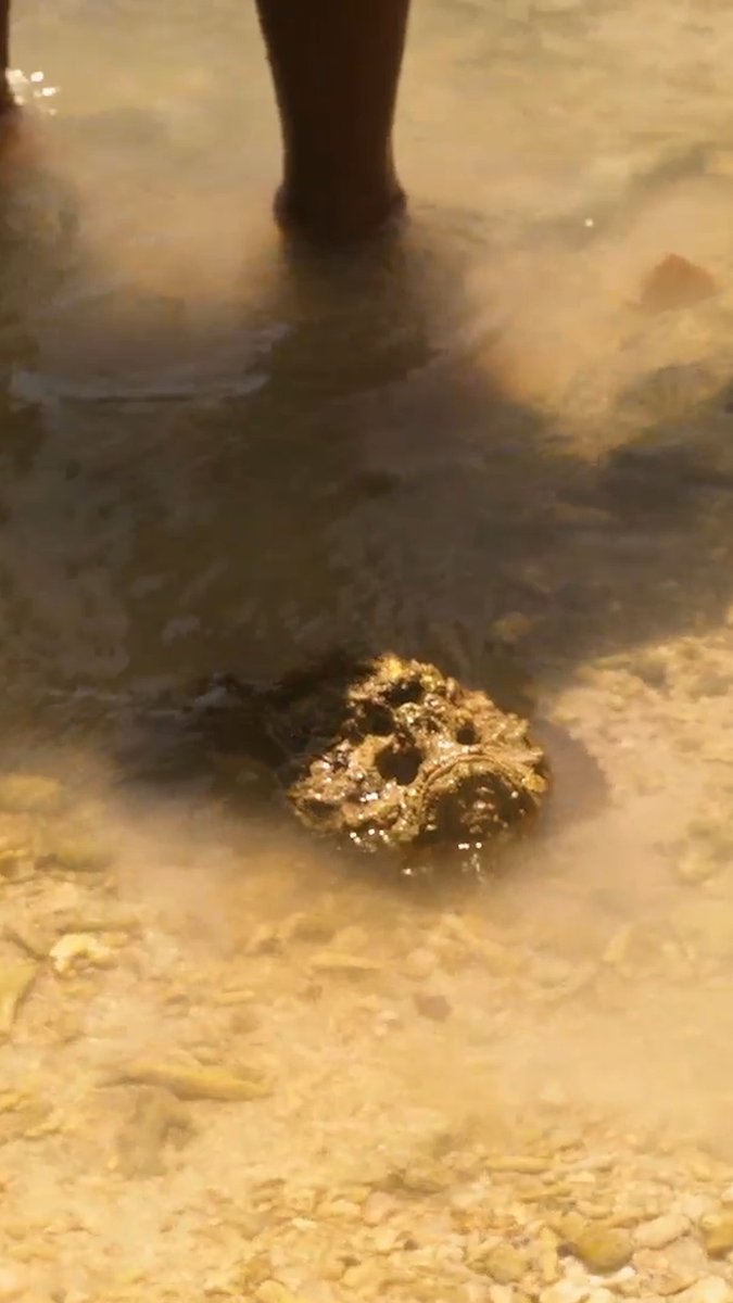 This fish can kill you in under an hour 😳 New #NakedandAfraid Sunday at 8P on Discovery.