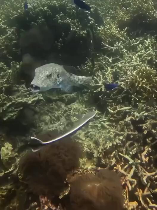 Resting on its head after trolling is diabolical 🎏