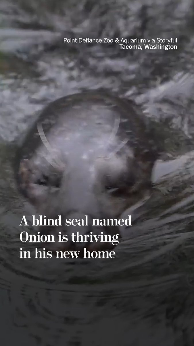A blind harbor seal named Onion is making his debut at Point Defiance Zoo and Aquarium in Tacoma, Washington. Onion was rescued in 2015 after being stranded as a pup and has thrived in his new accommodations, according to the zoo.