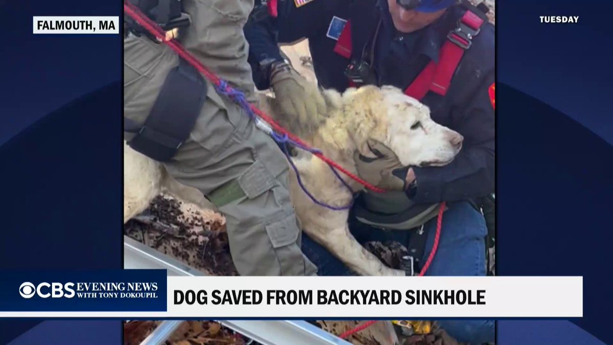 Taco the dog alerted her owner to trouble after a sinkhole opened up and swallowed her pup pal in Massachusetts.