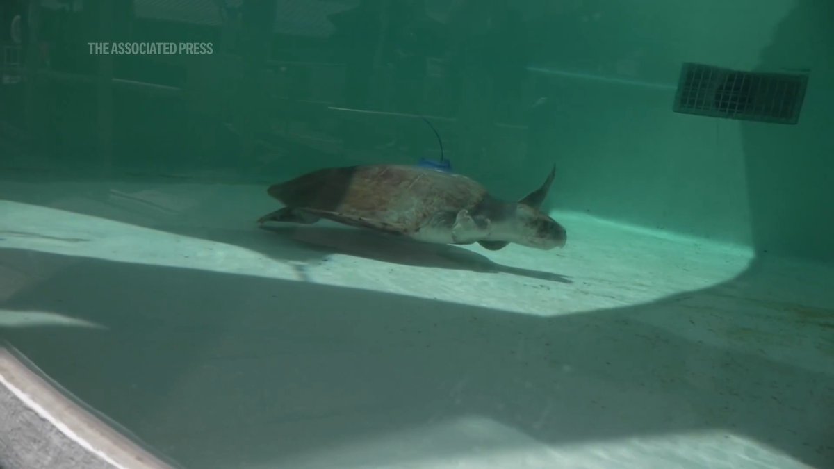 The veterinary staff at a Florida sea turtle hospital is getting help from space to monitor the animals they return to the Atlantic Ocean.