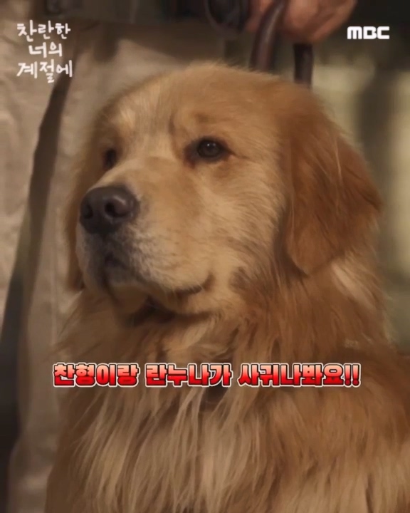 천재는 정말 유명한 천재 찹츄임🐶 찬란 커플 지분 80%는 천재 거. 반박 시 찹츄 말이 다 맞음🧡 #찬란한너의계절에 금토 밤 9시 50분 MBC 방송 #찬너계 #이성경 #채종협 #로맨스 #mbcdrama #MBC금토드라마 #MBC