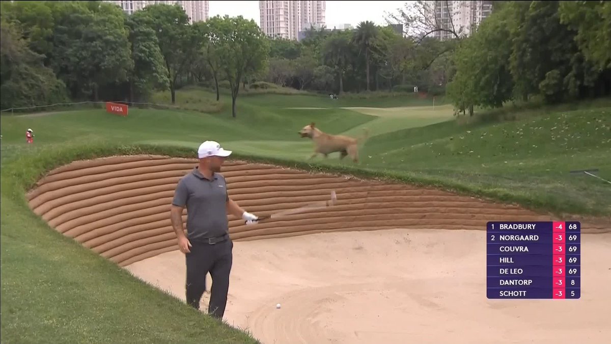 "Hang on..." Is that a dog running across the golf course?! 😅
