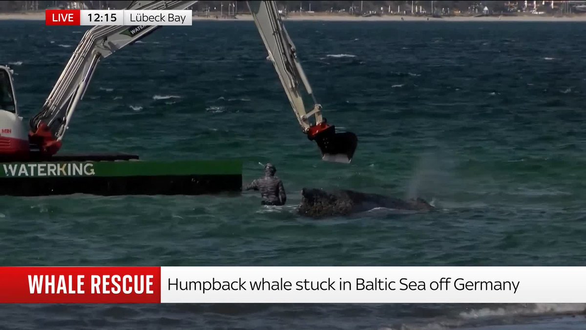 Rescuers are racing against time to free a whale stranded in shallow waters off the north German coast. The 10m (33ft) humpback whale became stuck off the Timmendorfer Strand beach on the Baltic Sea coastline of the Schleswig-Holstein region. Watch live: