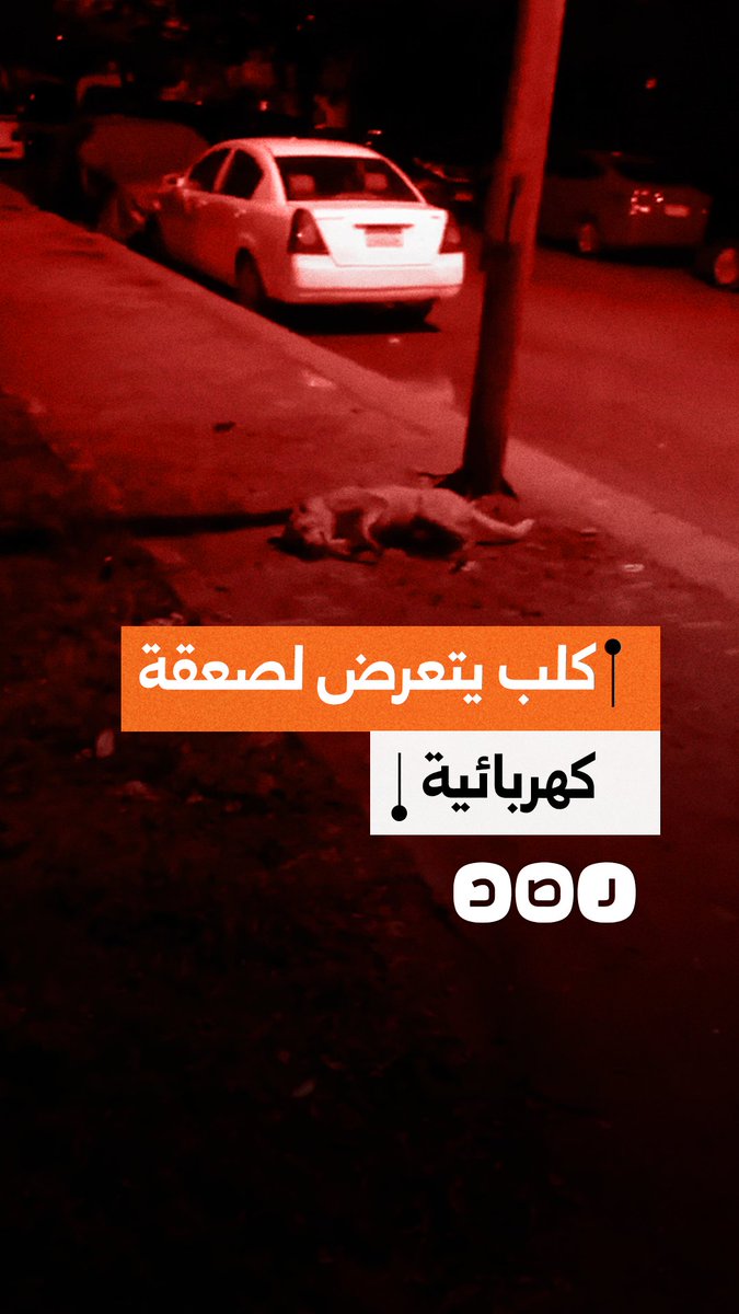 كلب يتعرض لصعقة كهربائية بسبب عمود إنارة في منطقة 6 أكتوبر بمحافظة الجيزة