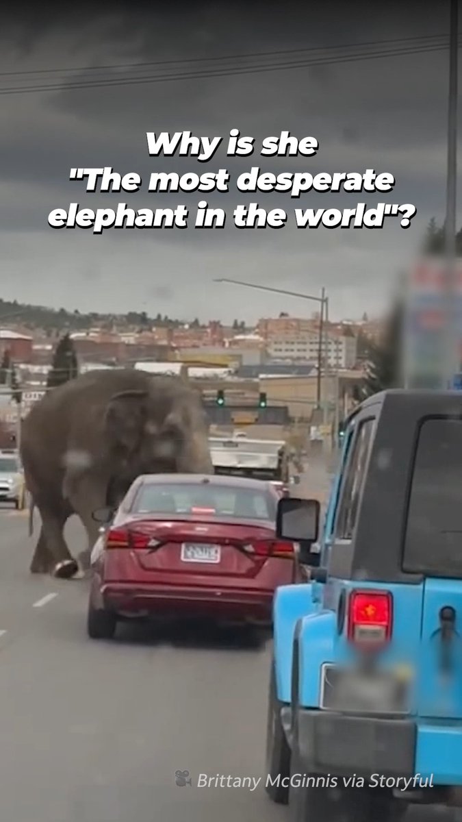 The most desperate elephant in the world isn’t giving up. After decades in the circus and four escape attempts, she’s still fighting! Take a moment from scrolling and fight for her too 📲