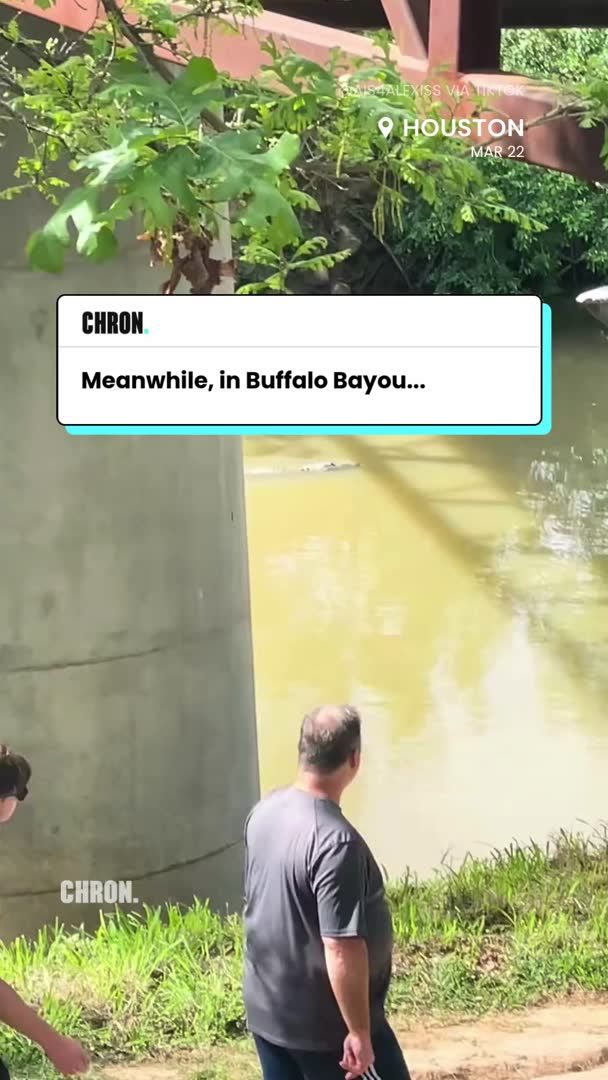 🐊 Just another day in Houston. 🎥 @ais4alexiss via TikTok #Houston #BuffaloBayou #Texaswildlife #Texas #Alligator