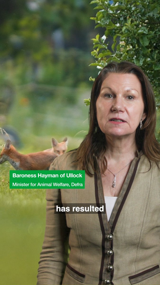 Trail hunting is set to be banned, delivering a key manifesto commitment. Today we open our public consultation on how to take the ban forward. The consultation will run until 18 June. Watch Baroness Hayman explain more about the consultation, and why it’s so important ⬇️
