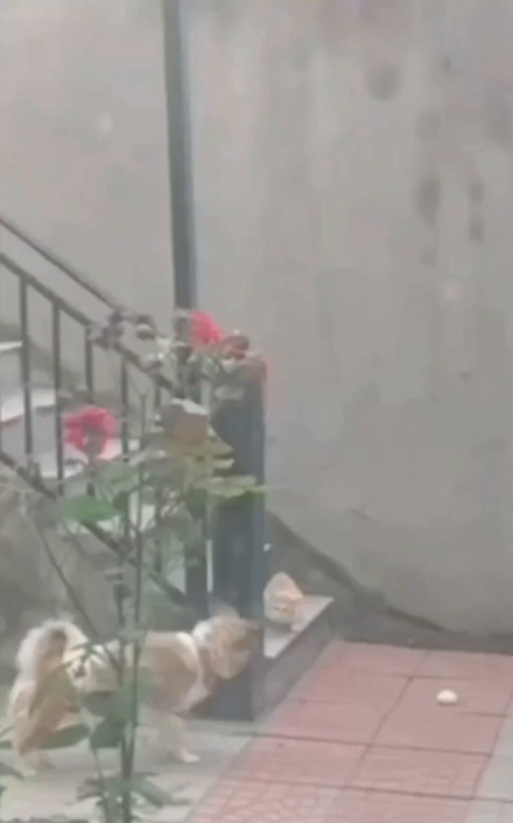 Pudding, un cane dal cuore d'oro, ha commosso il web con un gesto di pura empatia. 🐾♥️ Invece di mangiare il suo panino al maiale caldo e fumante, lo ha portato fuori dalla cuccia per offrirlo a un gattino randagio affamato. 🥐🐱 ​La proprietaria ha iniziato a filmare temendo un'aggressione, ma è rimasta senza parole: Pudding ha lasciato il cibo al gatto e ha iniziato a scodinzolare e abbaiare dolcemente per incoraggiarlo a mangiare, vincendo la sua timidezza. Una lezione di generosità che abbatte ogni pregiudizio! 🐕✨