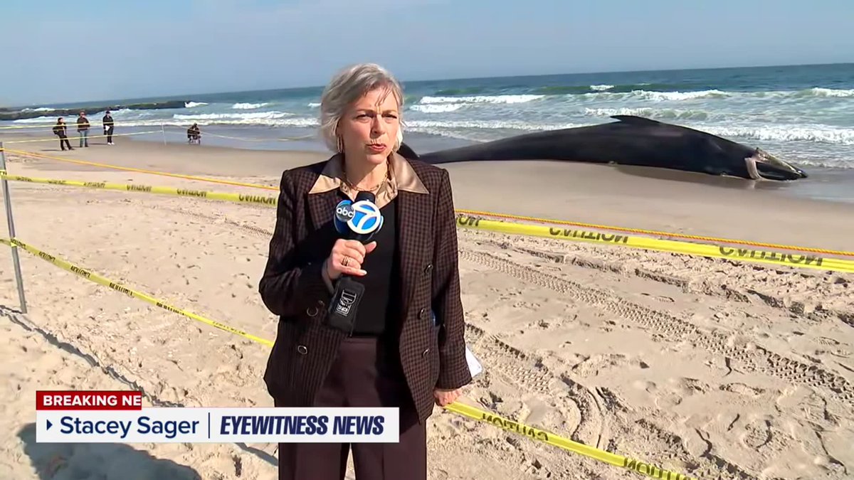 Large whale washes ashore onto Rockaway Beach