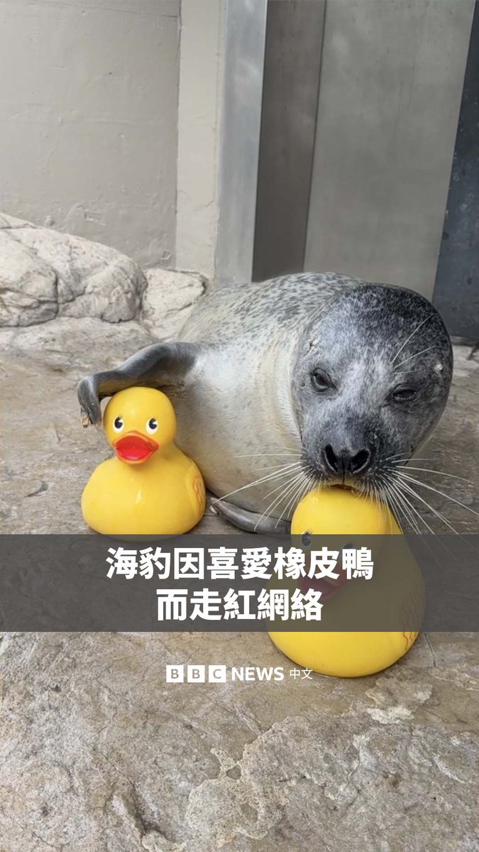 一只名叫Reggae 的大西洋港海豹因为酷爱橡皮鸭而走红网络。它生活在美国新英格兰水族馆,水族馆用这些玩具来保持它的好奇心和活力。它今年32岁,比野生海豹的平均寿命长两年。