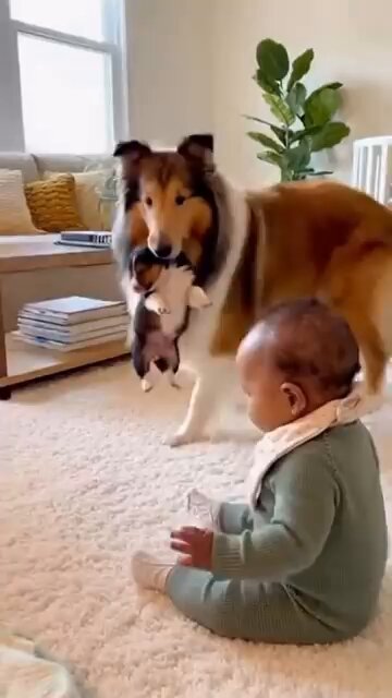 Pupy mother so kind to baring pupy to the baby.🥰🥰🥰🥰