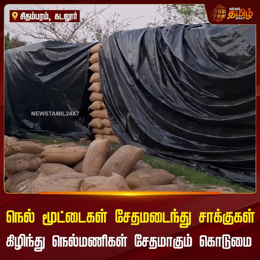 1 மாதத்திற்கு மேலாக தேங்கிக் கிடக்கும் 50,000-க்கும் மேலான நெல் மூட்டைகள் சேதமடைந்து சாக்குகள் கிழிந்து நெல்மணிகள் சேதமாகி வரும் கொடுமை.. விவசாயிகள் வேதனை! #Cuddalore #Paddy #Paddyissue #Cropsdamage #Farmers #Newstamil24x7