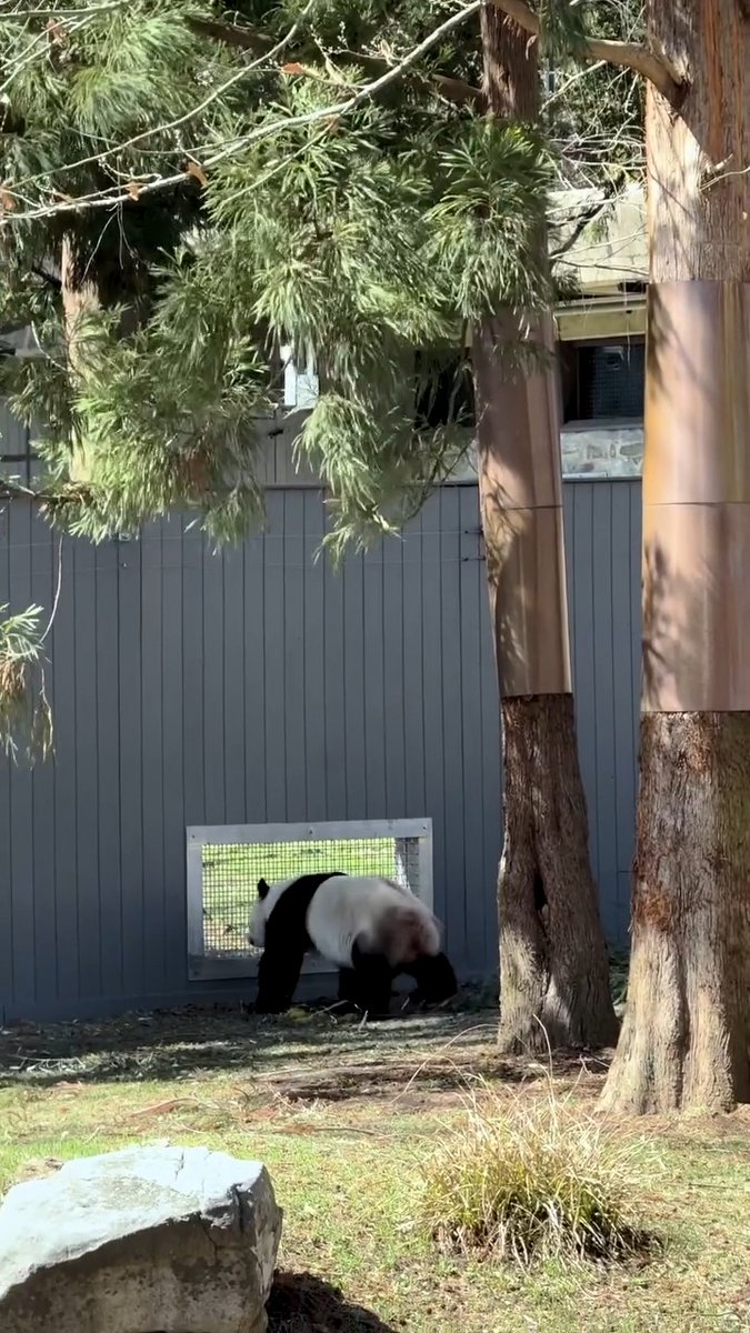 🐼🌸🐼 Like cherry blossoms blooming at the Tidal Basin, a sure sign of spring is when giant pandas Bao Li and Qing Bao begin to show interest in one another. The result is an adorable tutorial in how to flirt, panda-style. ✏️STORY: