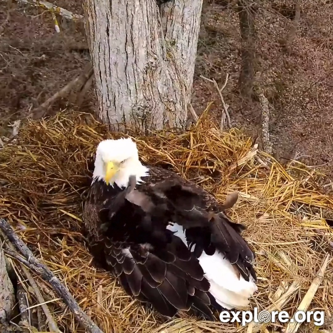 That Iowa wind! Our poor incubating mom held on tight at the Decorah North nest.