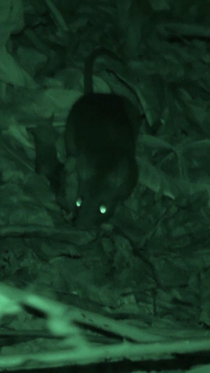 That'll wake you up fast 🥴🐀 New #NakedandAfraid Sunday at 8P on Discovery.