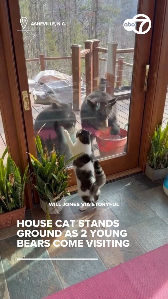 A house cat was far from amused when two young bears stopped by its home in Asheville, North Carolina.