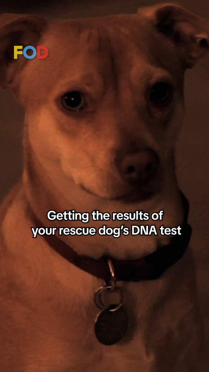 Why you should NEVER do DNA testing on your rescue dog....