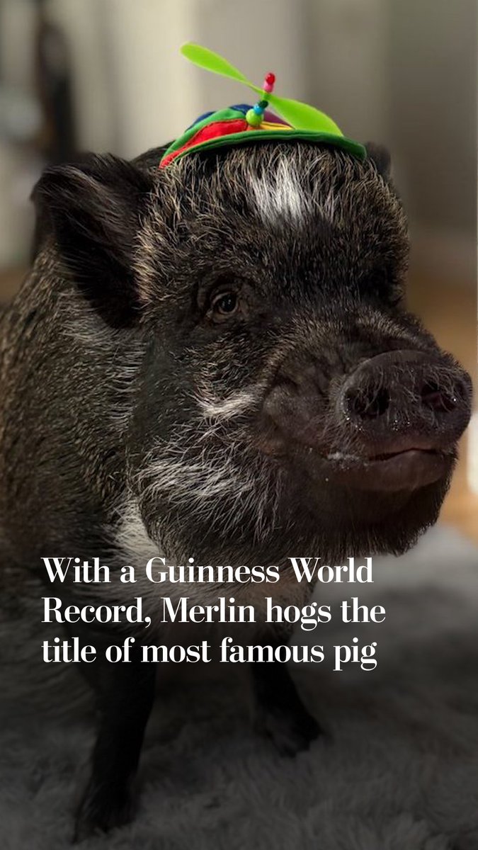 When Mina Alali adopted Merlin the pig, she quickly realized how smart — and mischievous — he was. So, Alali taught Merlin how to communicate by pressing buttons.